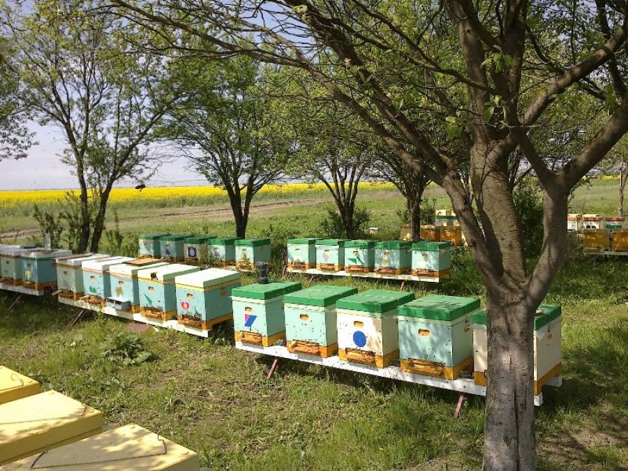 ariciligin kalbine bal ormani aricilik gazetesi turkey beekeeping newspaper guner kayral