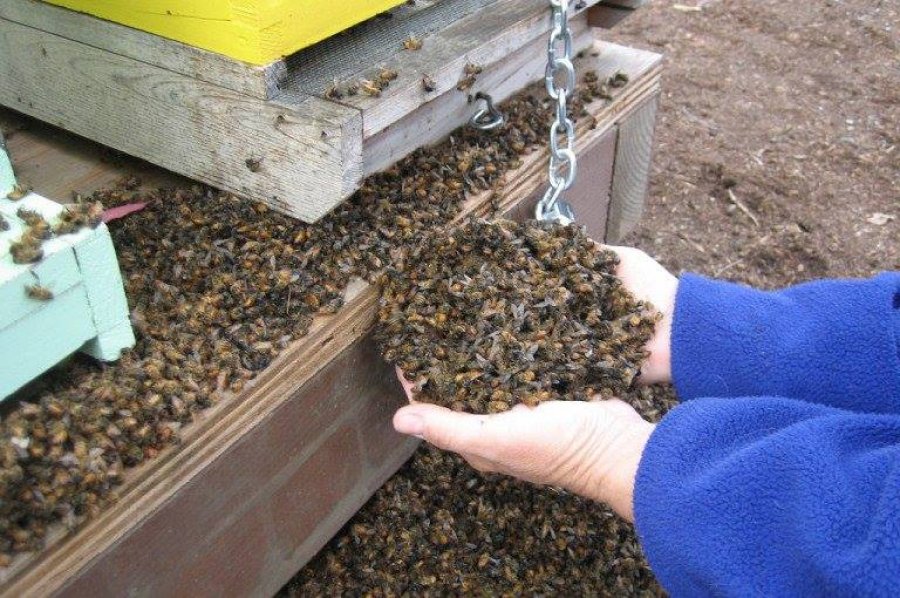 akademisyenlerden ortak calisma sonucu oneriler aricilik gazetesi turkey beekeeping newspaper guner kayral