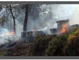 Orman Yangınında Arı Kovanları Kül Oldu