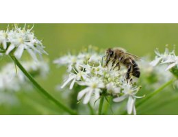 Yaylaları çiçeklerle kaplanan Ağrı'da bal sezonu bereketli geçecek