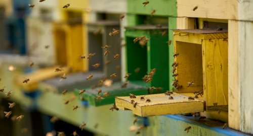 150 aileye 3 bin arılı kovan dağıtıldı.