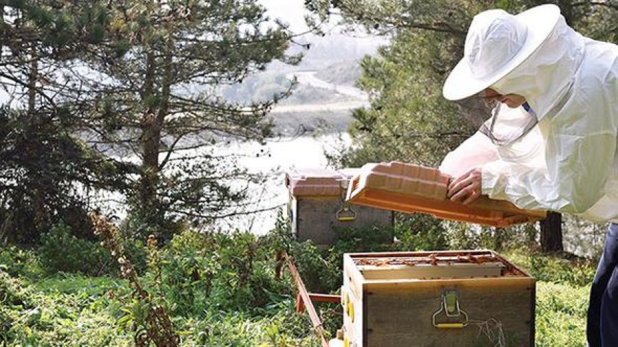 Erzurum yaylalarında arıcılık - Arıcılık Gazetesi - Turkey Beekeeping ...
